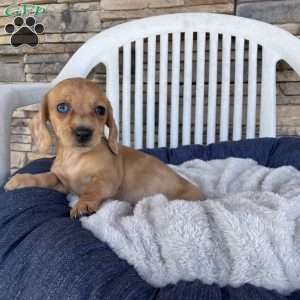 Fawn, Dachshund Puppy