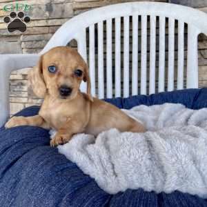 Fawn, Dachshund Puppy