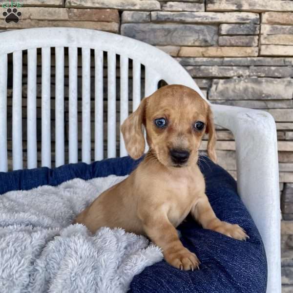 Fawn, Dachshund Puppy
