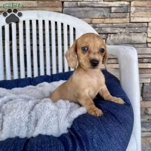 Fawn, Dachshund Puppy