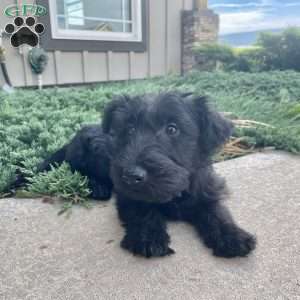 Wanda, Scottish Terrier Puppy