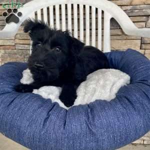 Wanda, Scottish Terrier Puppy