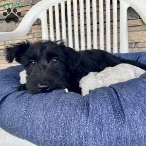 Wanda, Scottish Terrier Puppy