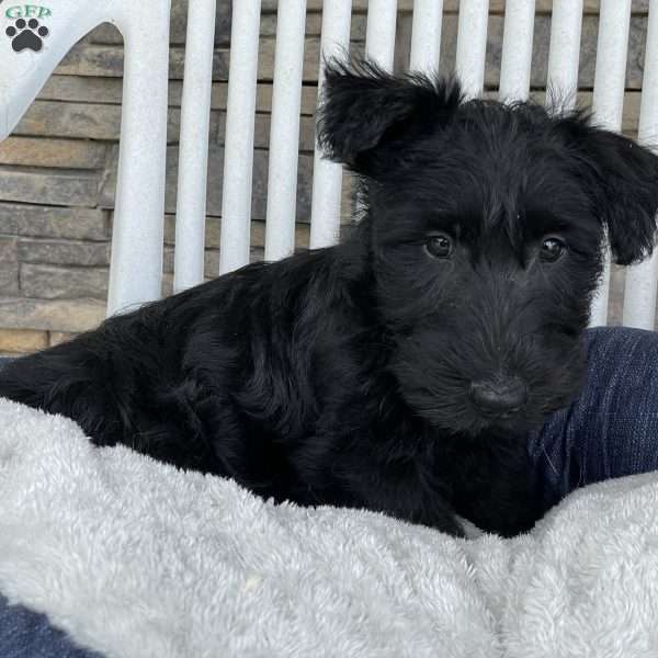 Wanda, Scottish Terrier Puppy