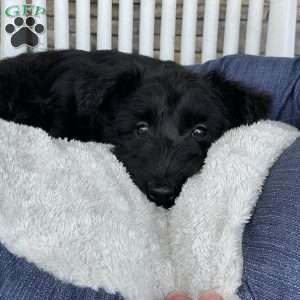 Wanda, Scottish Terrier Puppy