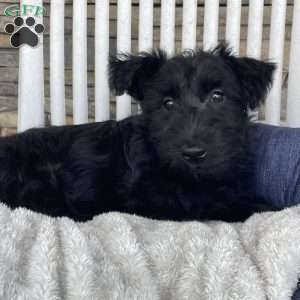 Wanda, Scottish Terrier Puppy