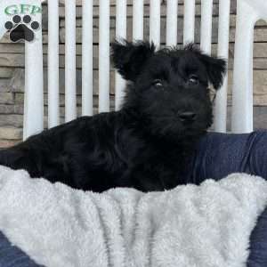 Wanda, Scottish Terrier Puppy