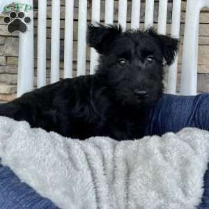 Wanda, Scottish Terrier Puppy