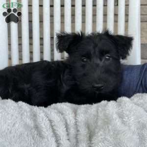 Wanda, Scottish Terrier Puppy