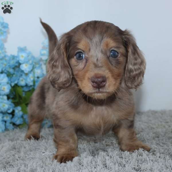 Linden, Dachshund Puppy