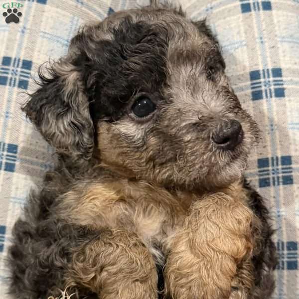 Roxie, Mini Goldendoodle Puppy