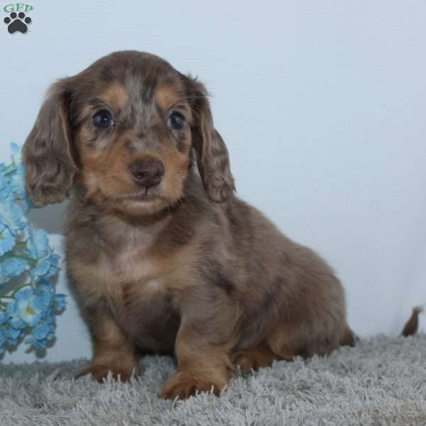 Lawrence, Dachshund Puppy