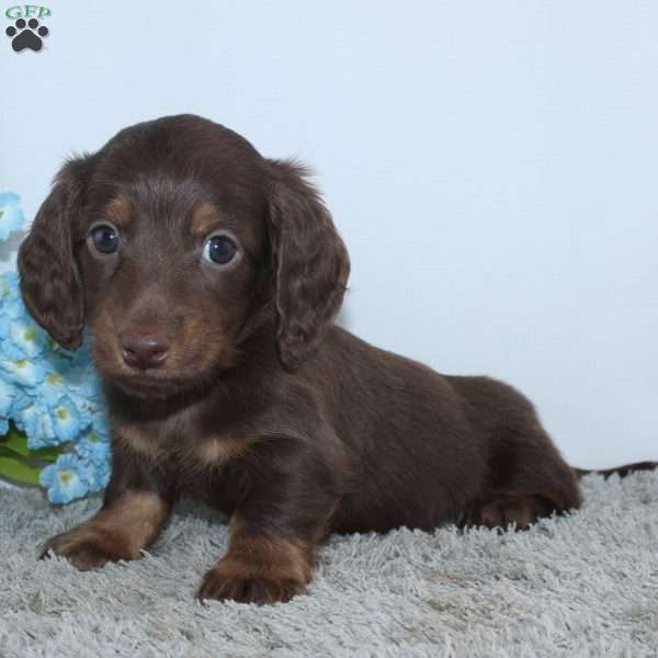 Lyle, Dachshund Puppy
