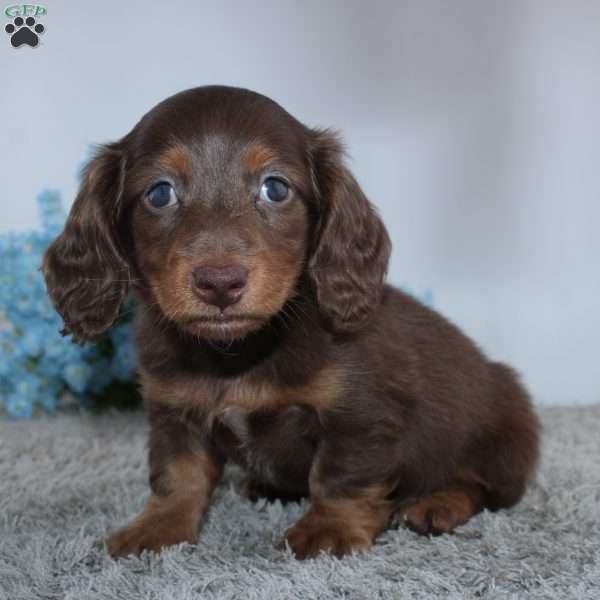 Logan, Dachshund Puppy