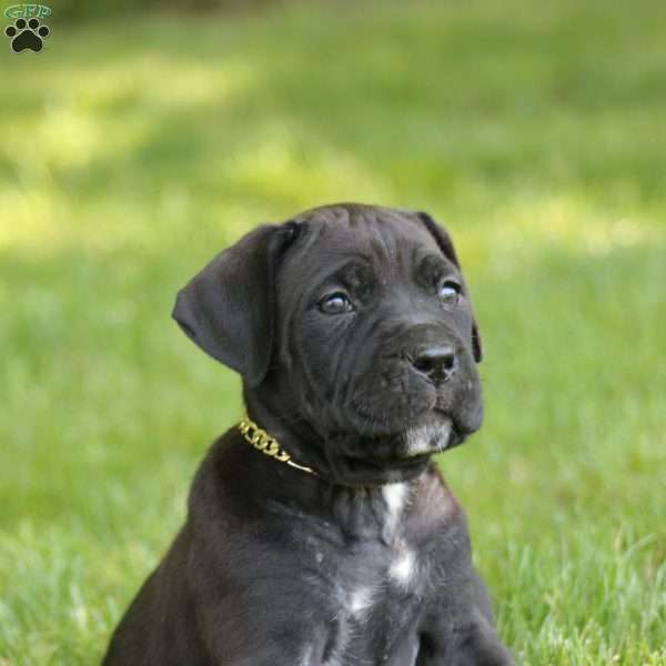 Summer, Cane Corso Puppy