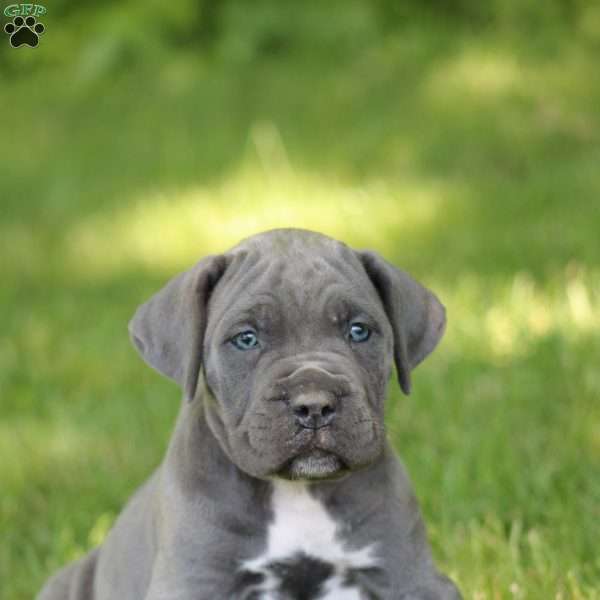 Aspen, Cane Corso Puppy