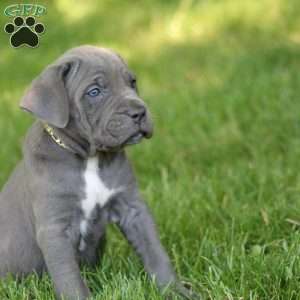 Willow, Cane Corso Puppy