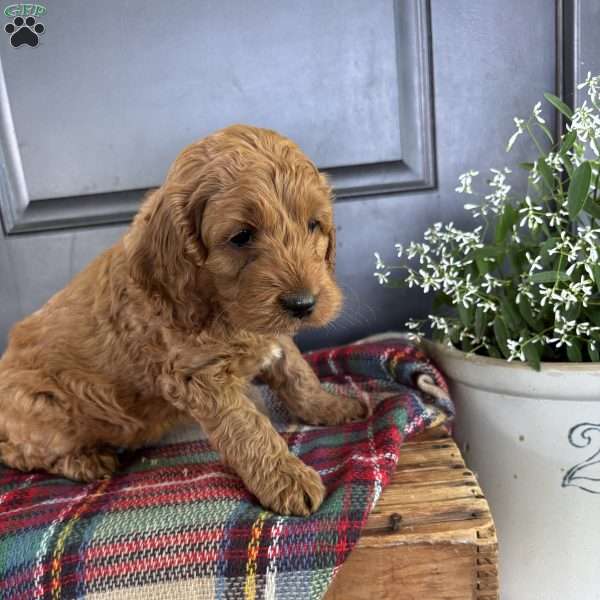 Timber, Cockapoo Puppy