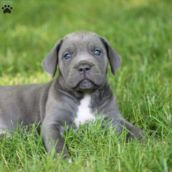 Willow, Cane Corso Puppy