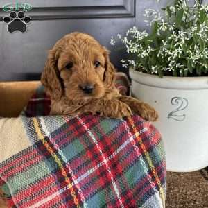Timber, Cockapoo Puppy
