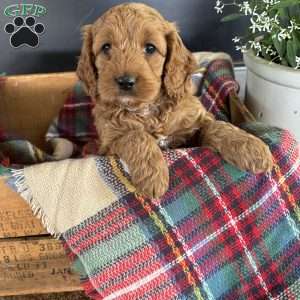 Timber, Cockapoo Puppy