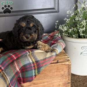 Crickett, Cockapoo Puppy