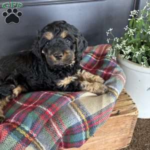 Crickett, Cockapoo Puppy