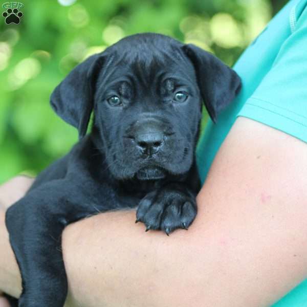 Jackie, Cane Corso Puppy