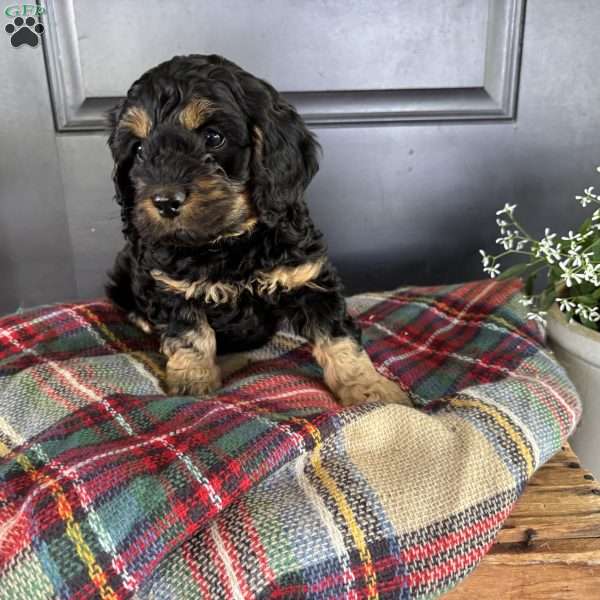 Crickett, Cockapoo Puppy