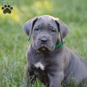 Bella, Cane Corso Puppy