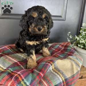 Crickett, Cockapoo Puppy