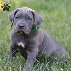 Bella, Cane Corso Puppy