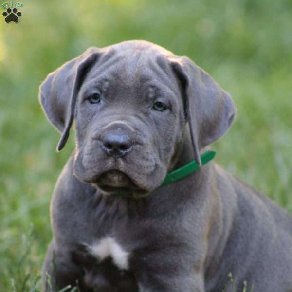 Bella, Cane Corso Puppy