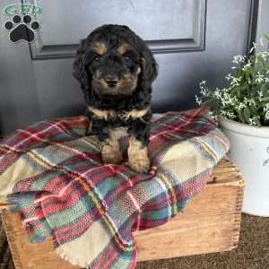 Crickett, Cockapoo Puppy