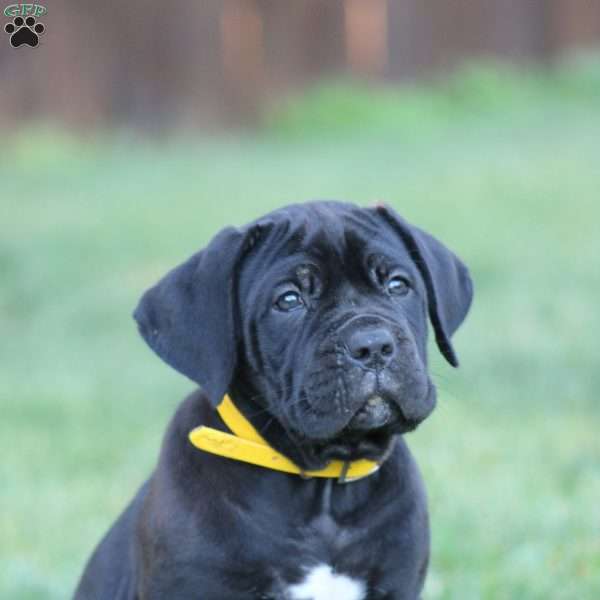 Raven, Cane Corso Puppy