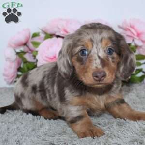 Mia, Dachshund Puppy