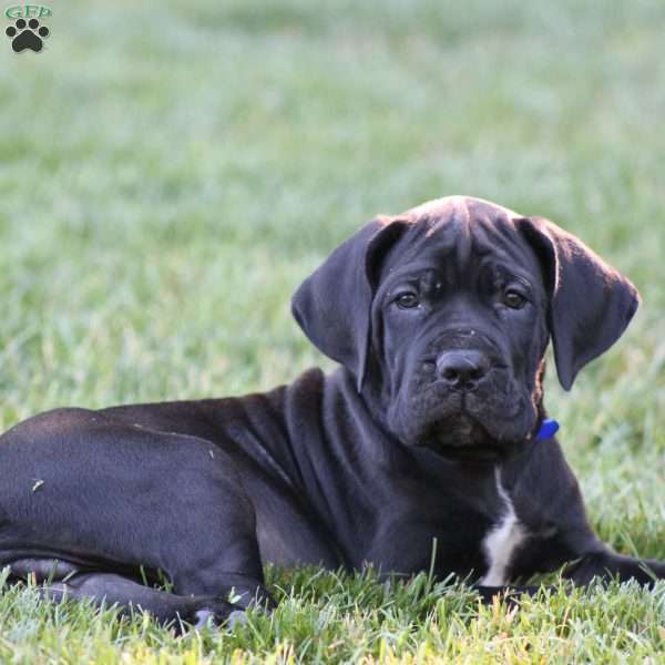 Samson, Cane Corso Puppy