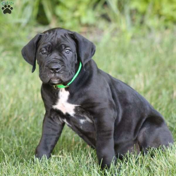 Enzo, Cane Corso Puppy
