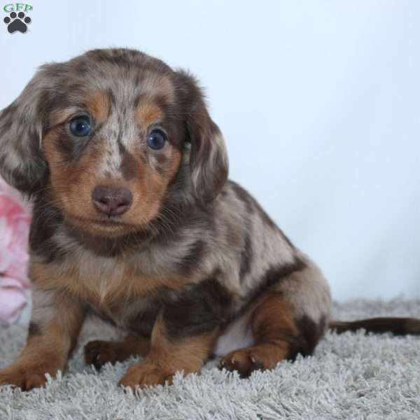 Mia, Dachshund Puppy