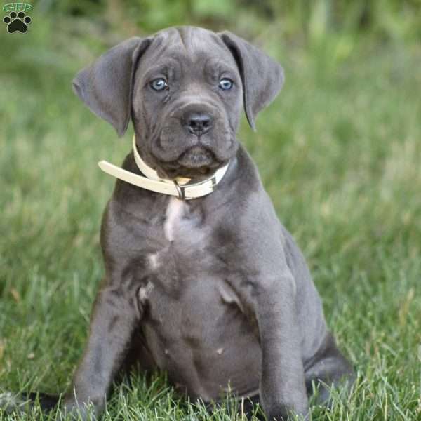 Xena, Cane Corso Puppy