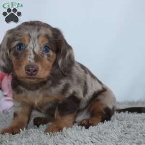 Mia, Dachshund Puppy