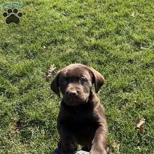 Otis, Chocolate Labrador Retriever Puppy