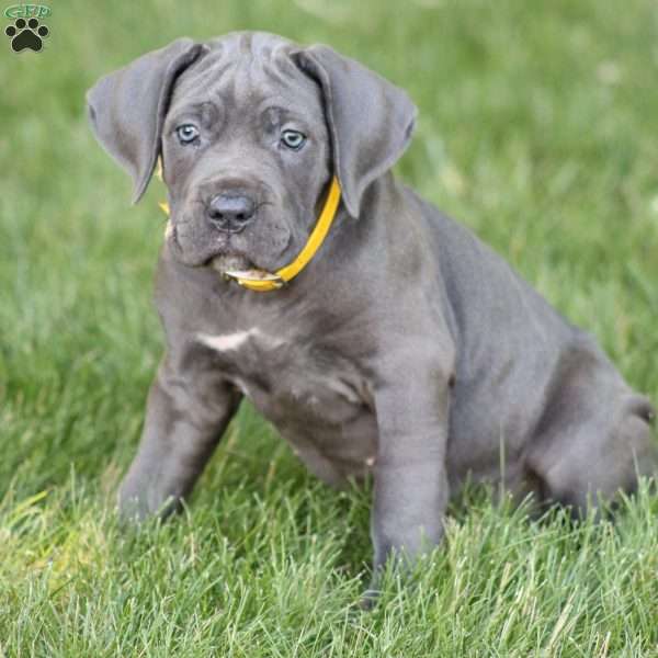 Sage, Cane Corso Puppy