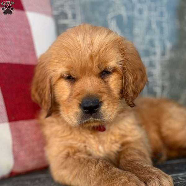 Abbie, Golden Retriever Puppy