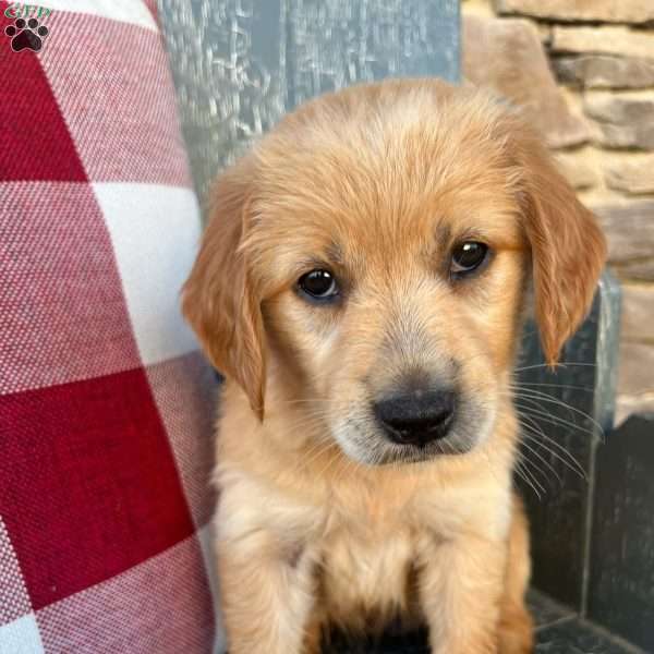 Aspen, Golden Retriever Puppy