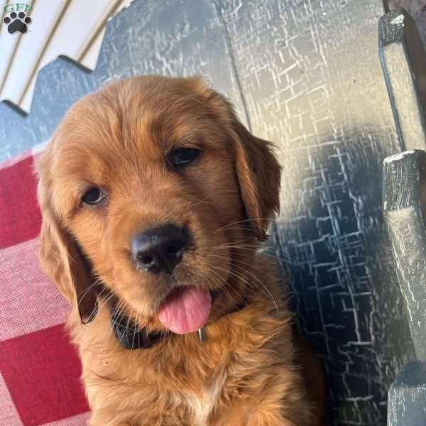 Archer, Golden Retriever Puppy