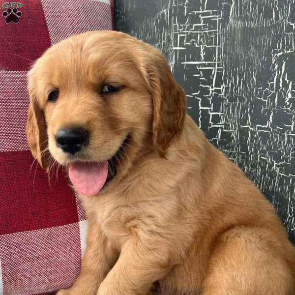 Ace, Golden Retriever Puppy