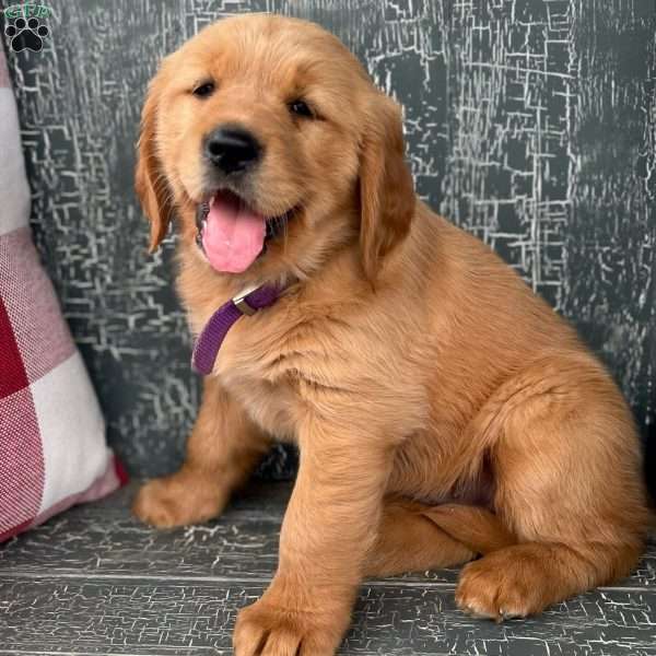 Allie, Golden Retriever Puppy