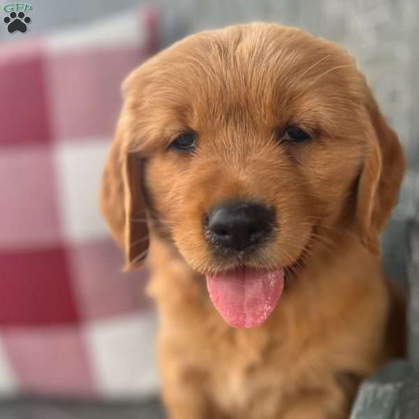 Ariel, Golden Retriever Puppy