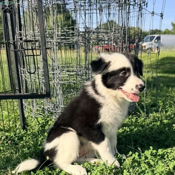Calla Lily, Border Collie Puppy